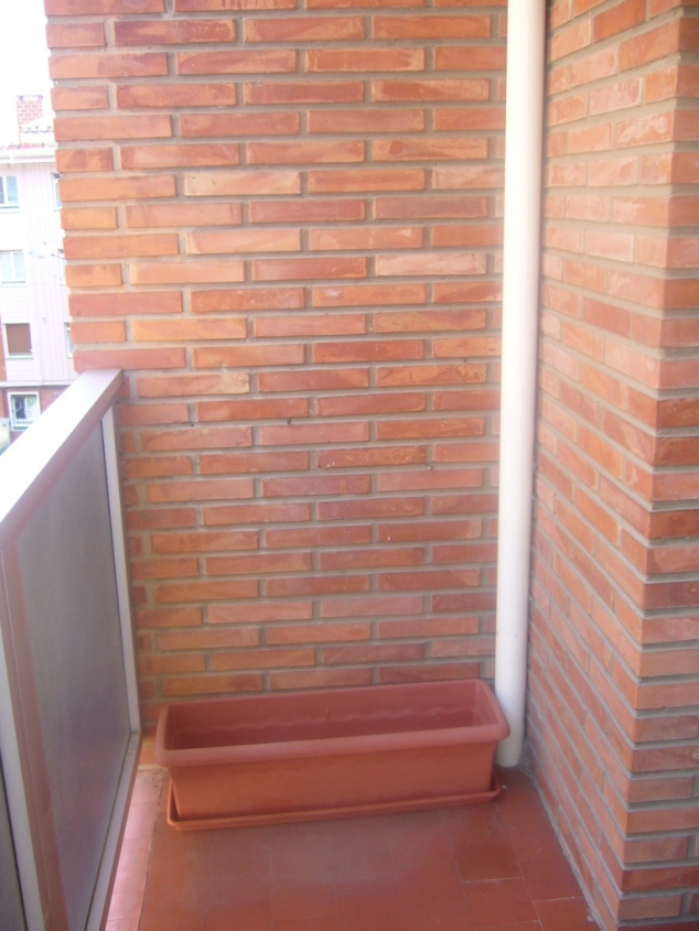 Elección de trepadora para terraza o balcón