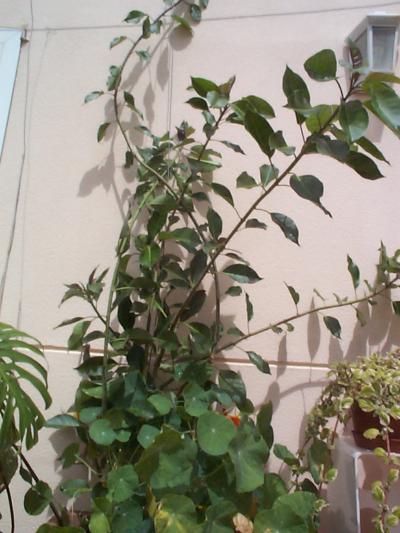 [Foto de planta, jardin, jardineria]