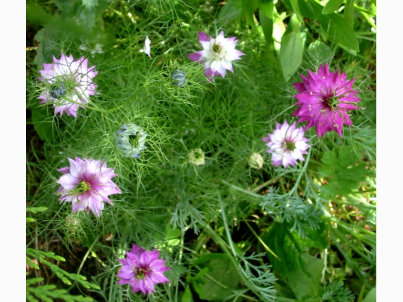 [Foto de planta, jardin, jardineria]