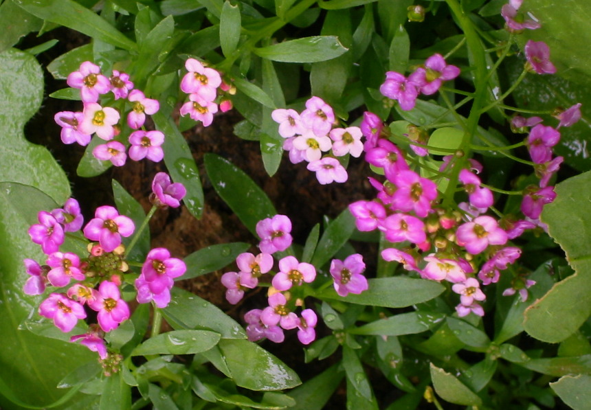 [Foto de planta, jardin, jardineria]