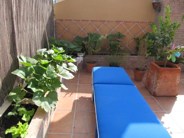[Foto de planta, jardin, jardineria]