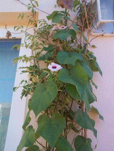 [Foto de planta, jardin, jardineria]