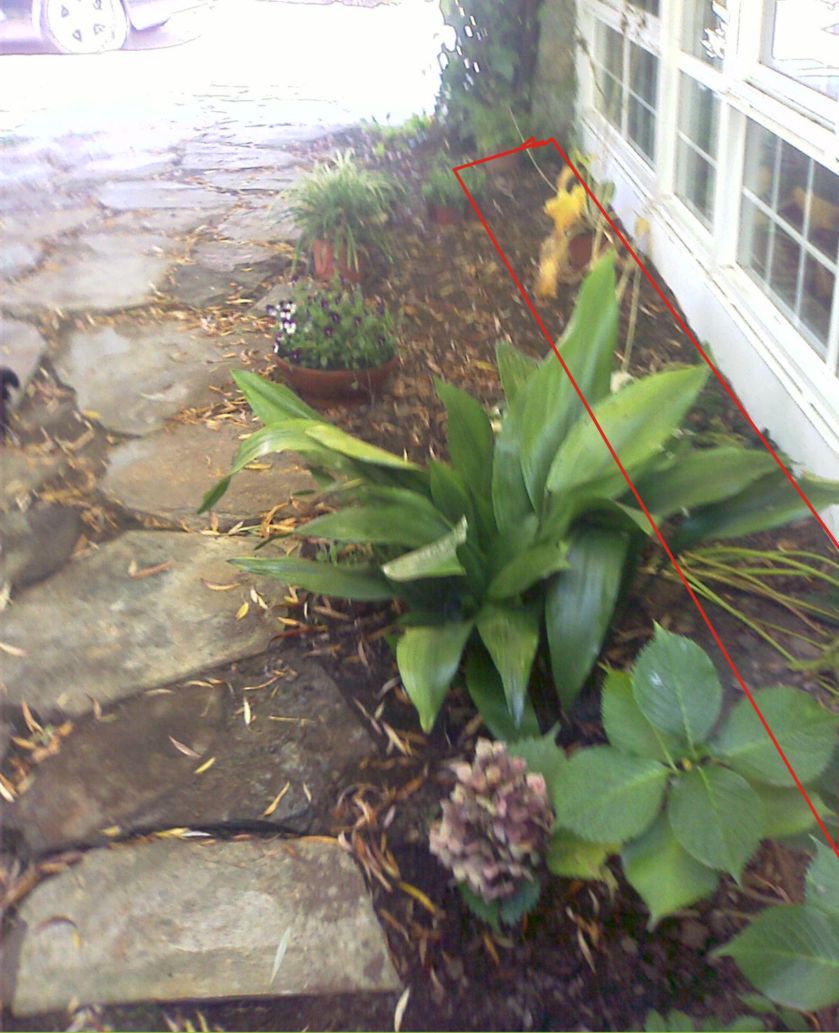 [Foto de planta, jardin, jardineria]