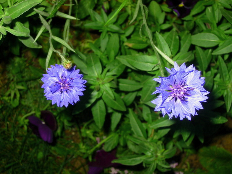 [Foto de planta, jardin, jardineria]