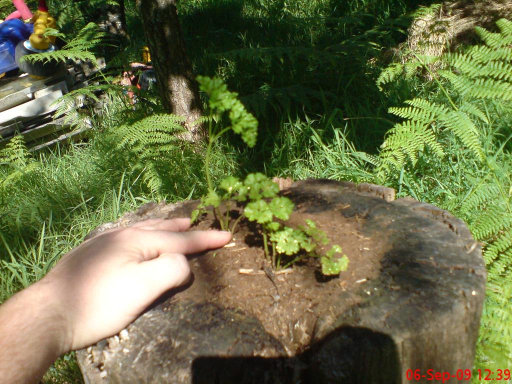 [Foto de planta, jardin, jardineria]