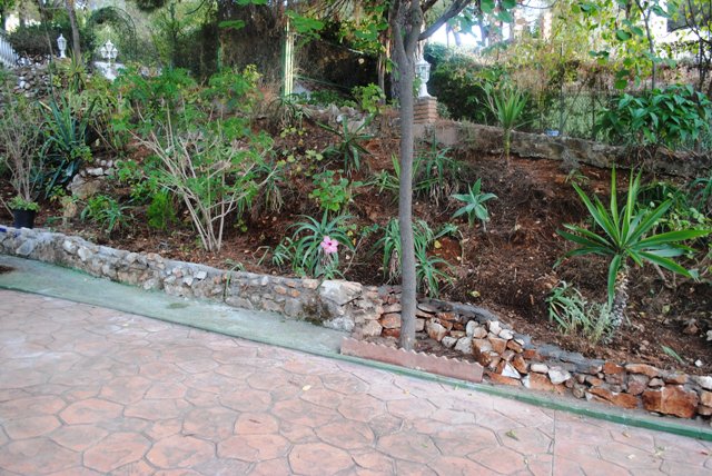 [Foto de planta, jardin, jardineria]