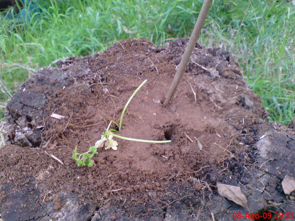 [Foto de planta, jardin, jardineria]