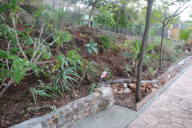 [Foto de planta, jardin, jardineria]