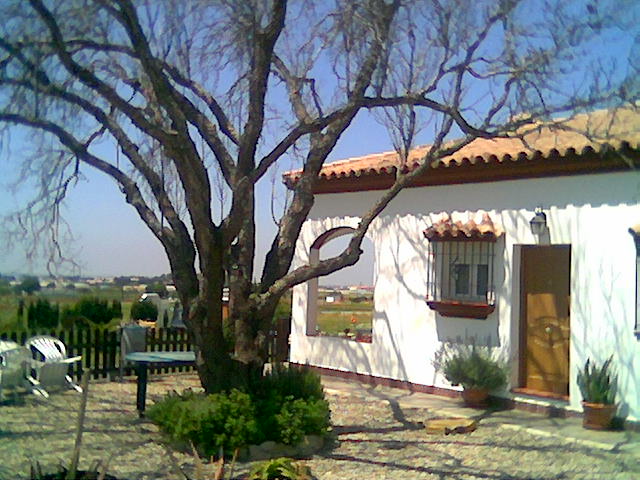 Tronco y árbol seco: usos como banco, mesa, decorativo, conservación...