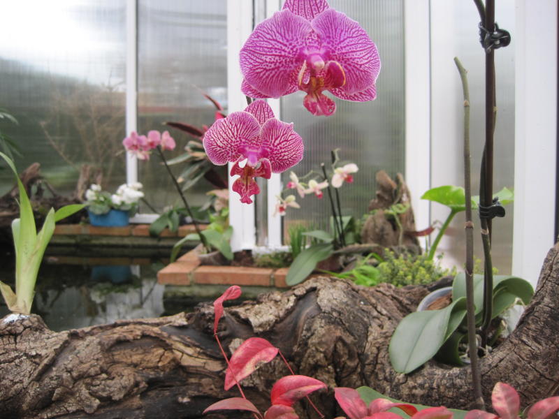 [Foto de planta, jardin, jardineria]