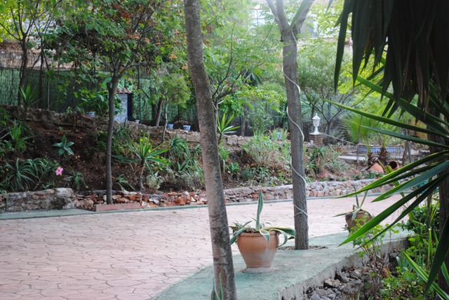 [Foto de planta, jardin, jardineria]