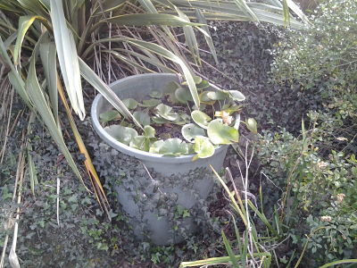 [Foto de planta, jardin, jardineria]