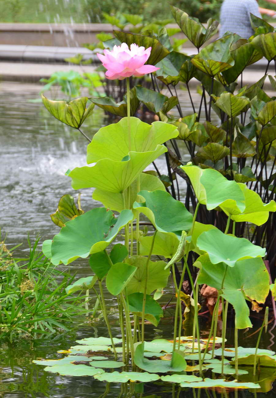 [Foto de planta, jardin, jardineria]