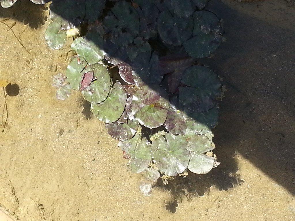 [Foto de planta, jardin, jardineria]