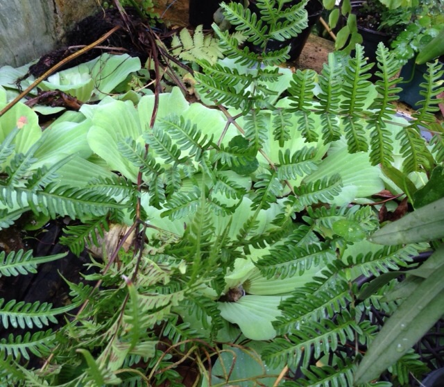 [Foto de planta, jardin, jardineria]