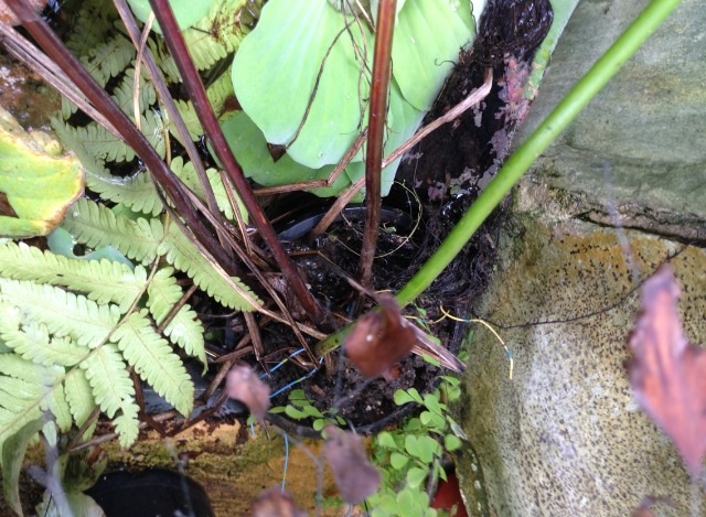 [Foto de planta, jardin, jardineria]