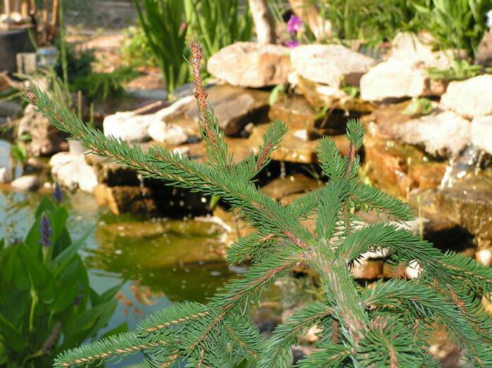 [Foto de planta, jardin, jardineria]