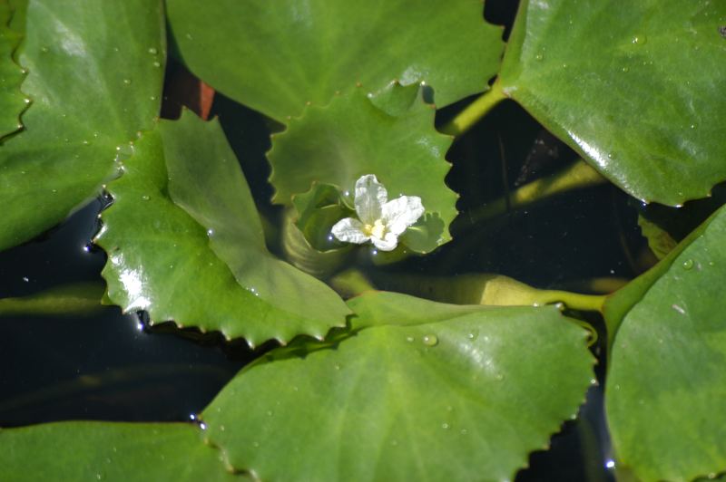 [Foto de planta, jardin, jardineria]