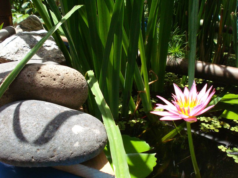 [Foto de planta, jardin, jardineria]