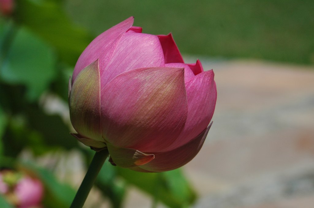 [Foto de planta, jardin, jardineria]