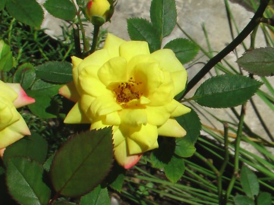 [Foto de planta, jardin, jardineria]