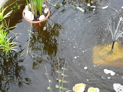 [Foto de planta, jardin, jardineria]