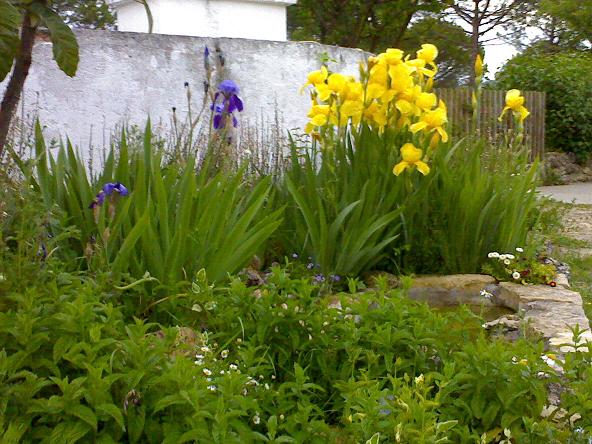 [Foto de planta, jardin, jardineria]