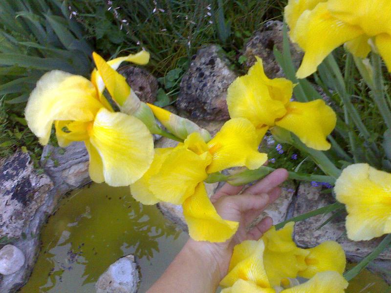 [Foto de planta, jardin, jardineria]