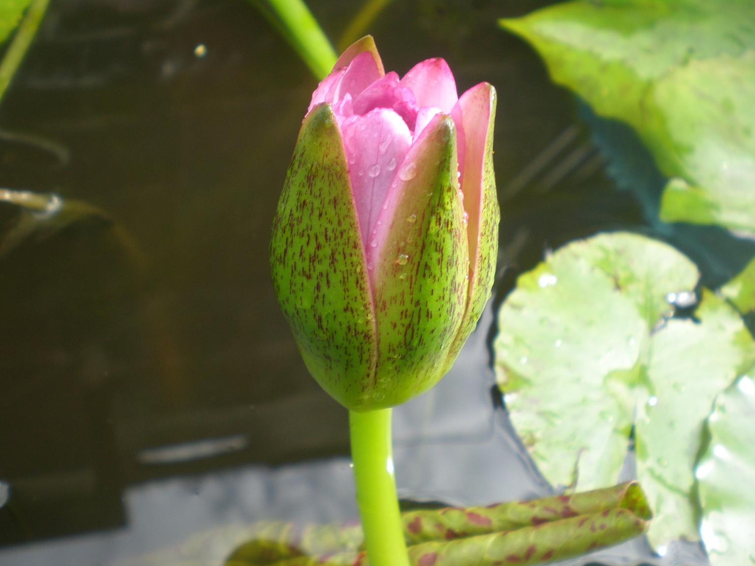 [Foto de planta, jardin, jardineria]