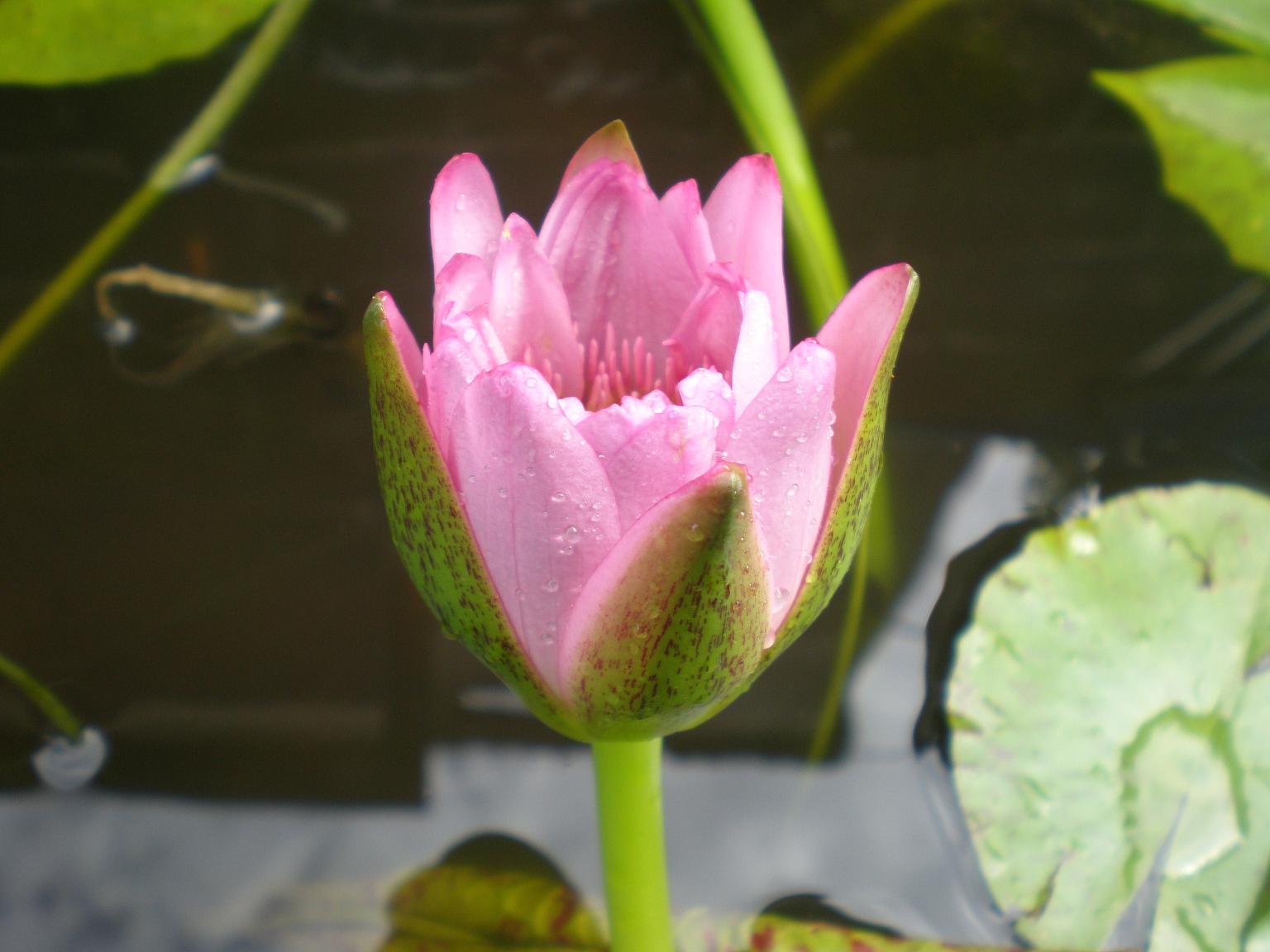 [Foto de planta, jardin, jardineria]