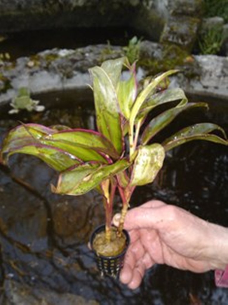 [Foto de planta, jardin, jardineria]