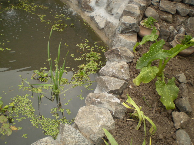 [Foto de planta, jardin, jardineria]