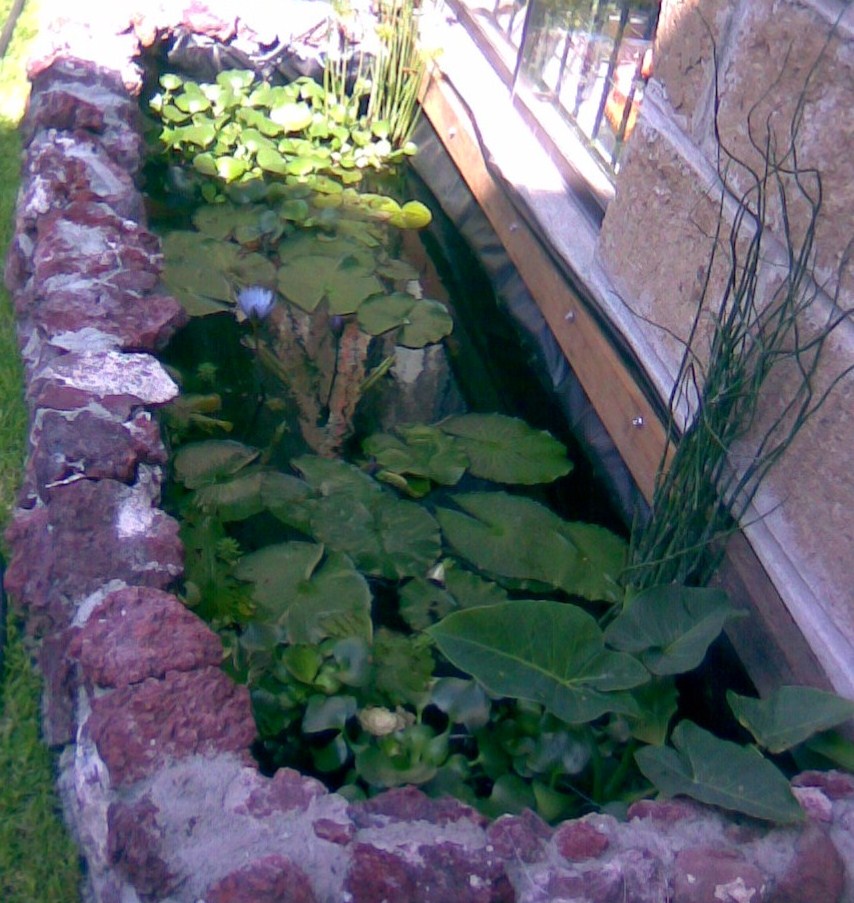 [Foto de planta, jardin, jardineria]