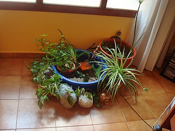 [Foto de planta, jardin, jardineria]