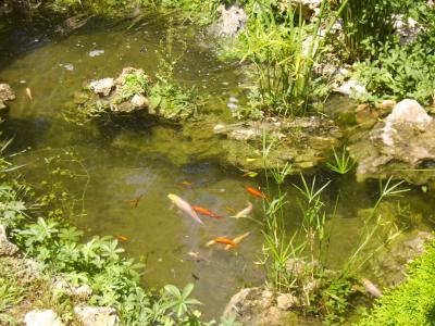 [Foto de planta, jardin, jardineria]