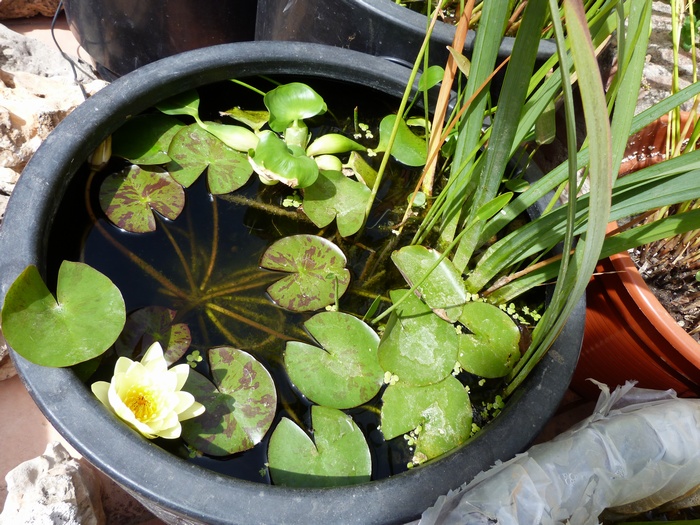 [Foto de planta, jardin, jardineria]