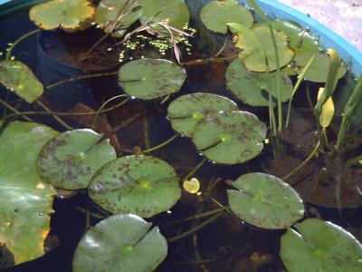 [Foto de planta, jardin, jardineria]