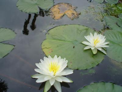 [Foto de planta, jardin, jardineria]