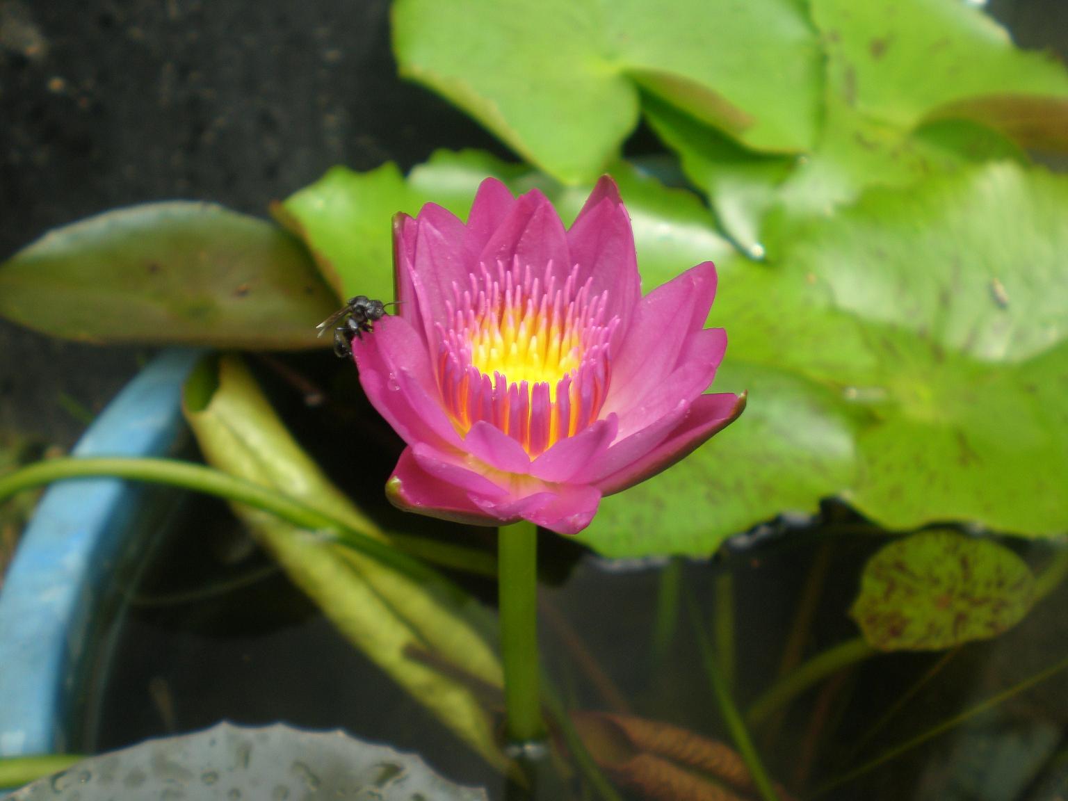 [Foto de planta, jardin, jardineria]