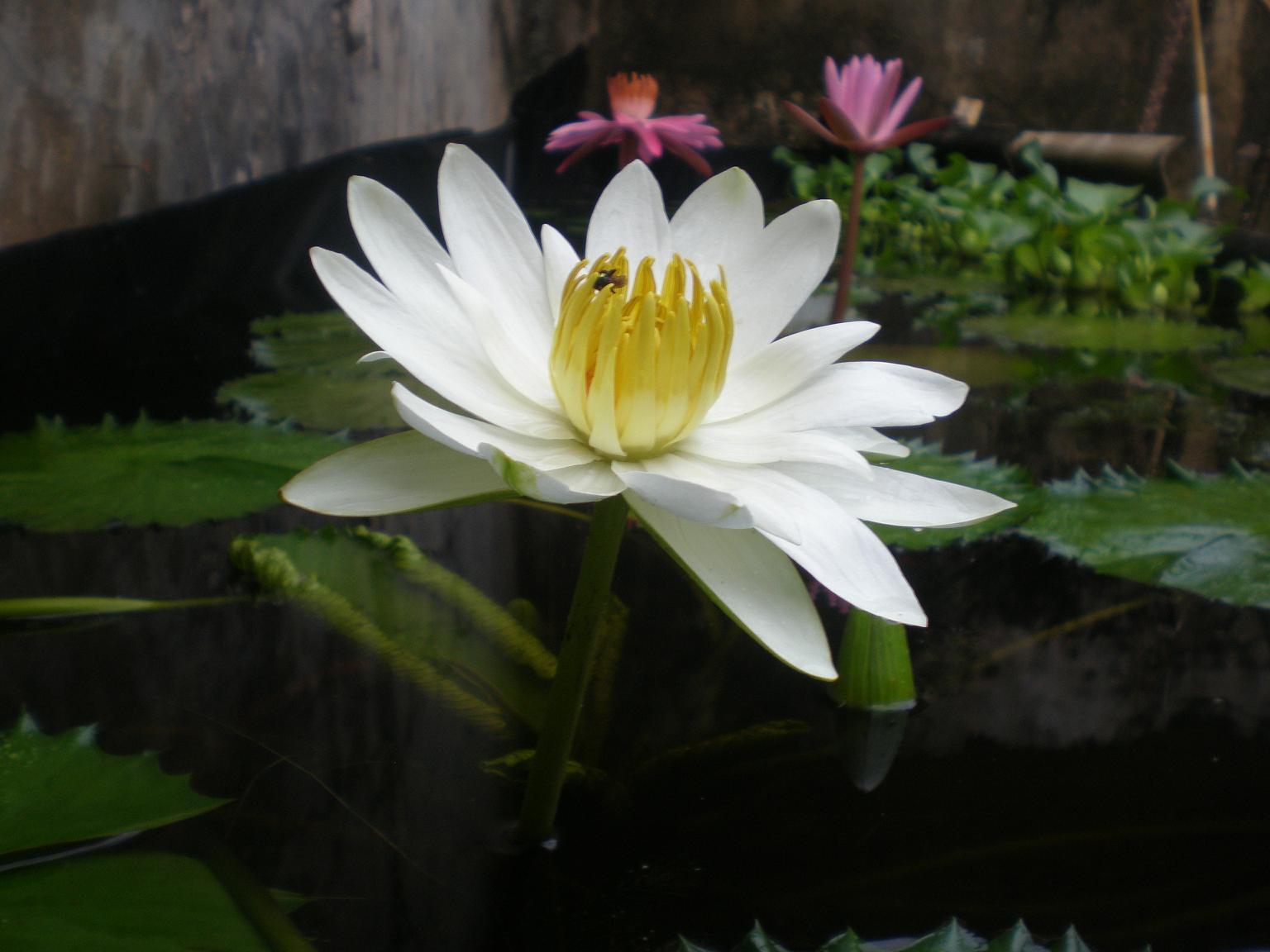 [Foto de planta, jardin, jardineria]