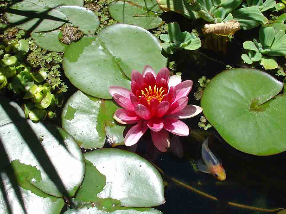 [Foto de planta, jardin, jardineria]