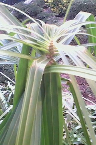 [Foto de planta, jardin, jardineria]