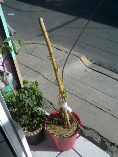 [Foto de planta, jardin, jardineria]