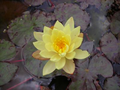 [Foto de planta, jardin, jardineria]