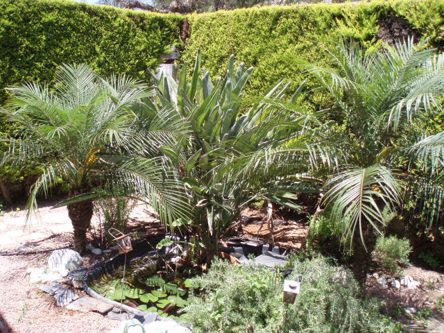 [Foto de planta, jardin, jardineria]