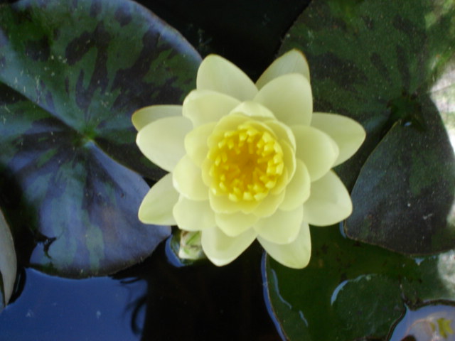 [Foto de planta, jardin, jardineria]