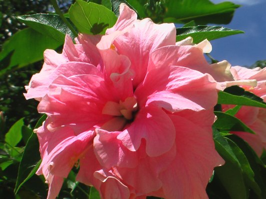 [Foto de planta, jardin, jardineria]