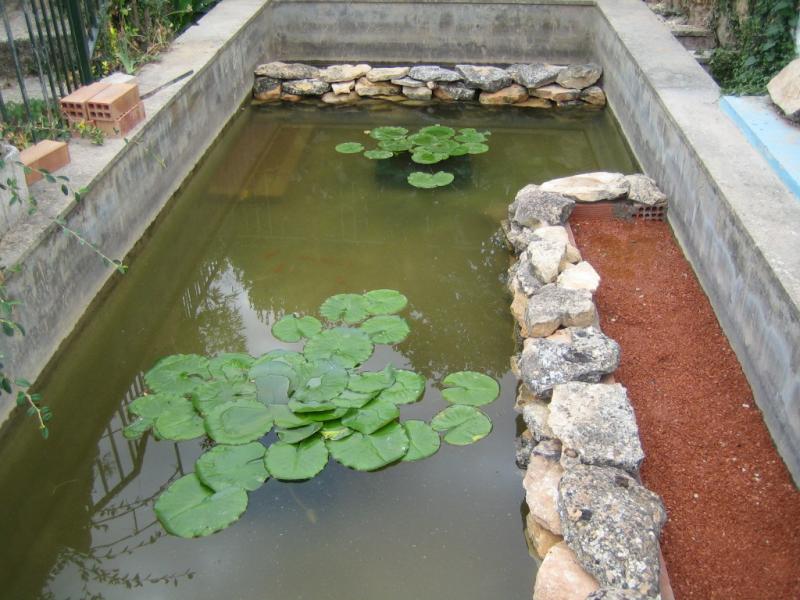 [Foto de planta, jardin, jardineria]