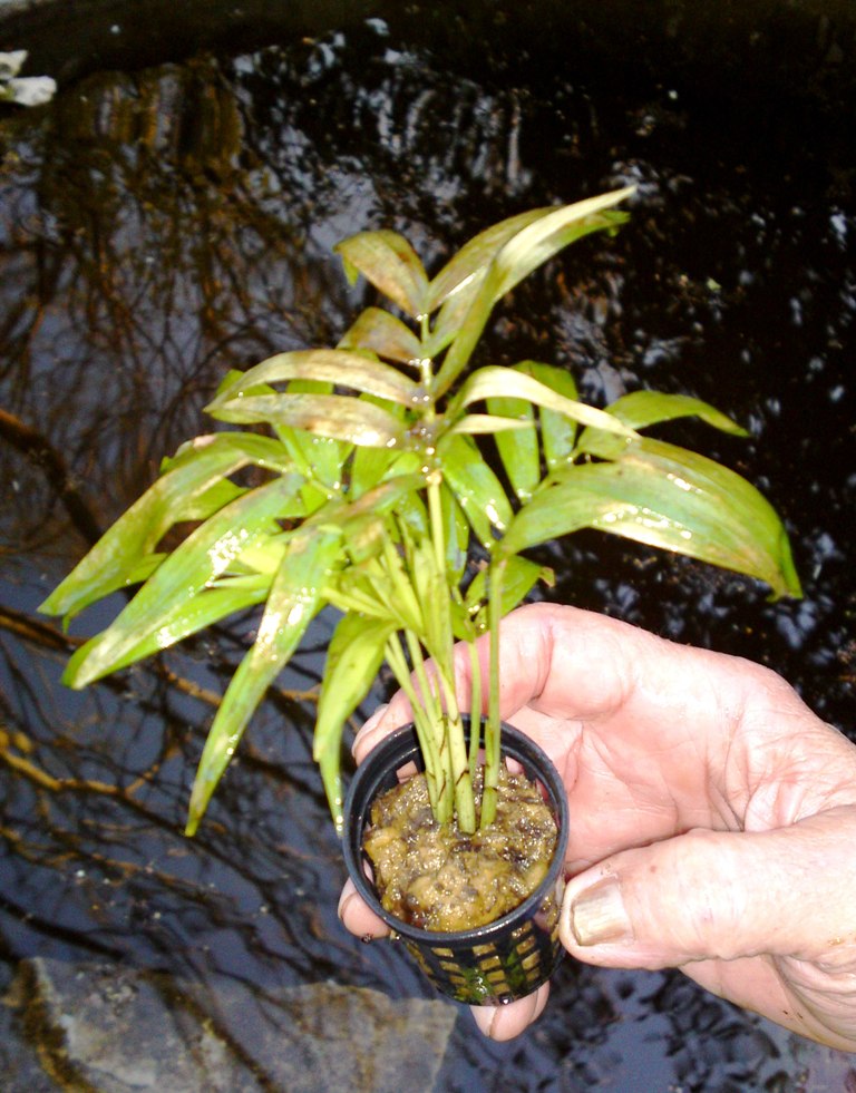 [Foto de planta, jardin, jardineria]