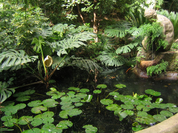 [Foto de planta, jardin, jardineria]